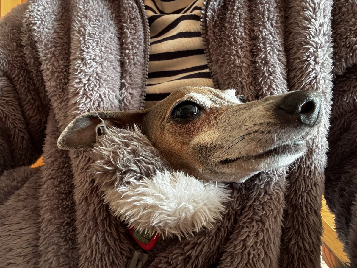 RUMKA （ルンカ）／光るリード／反射材／犬／公式／犬用品 tweet media