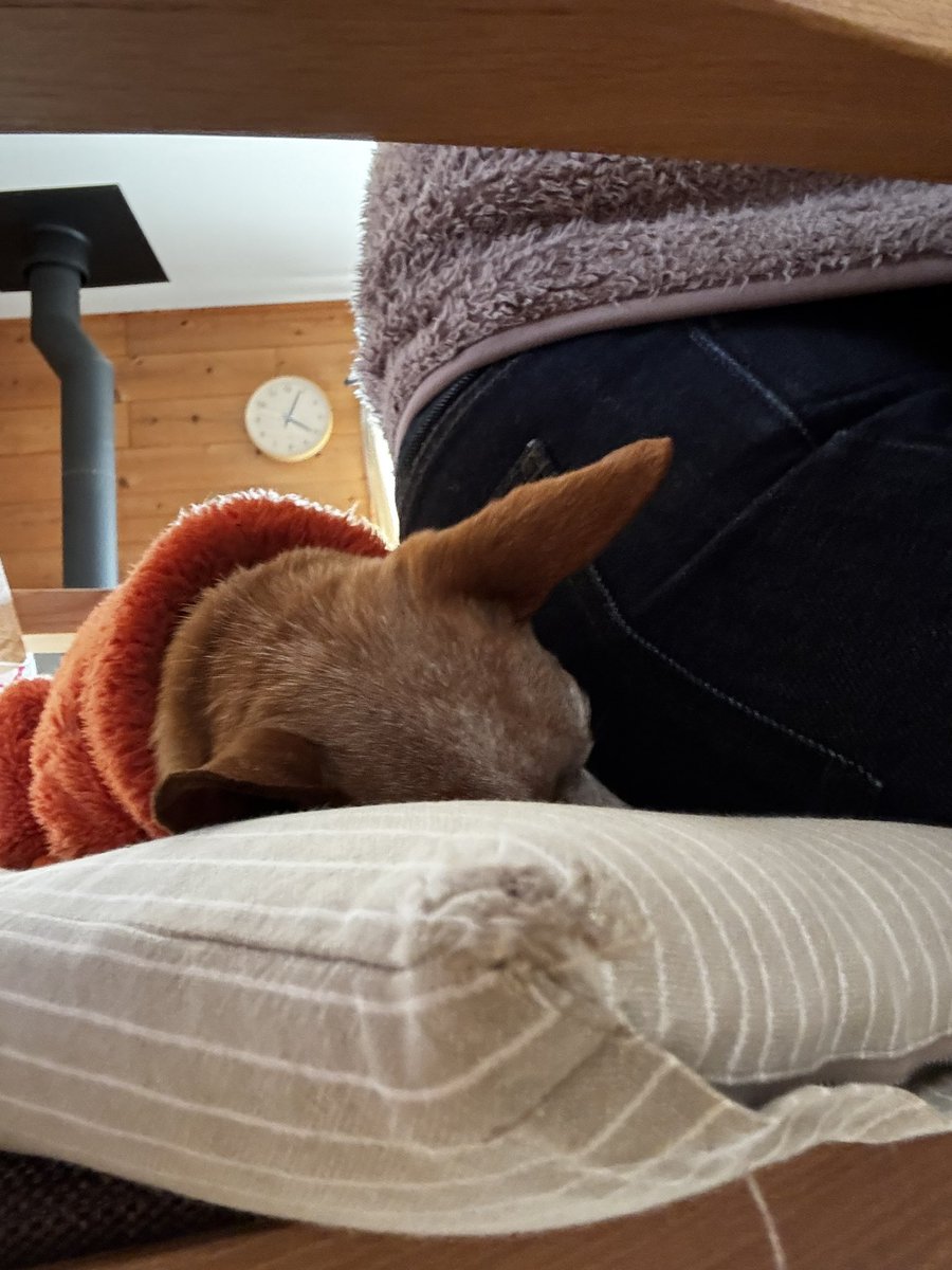 RUMKA （ルンカ）／光るリード／反射材／犬／公式／犬用品 tweet media