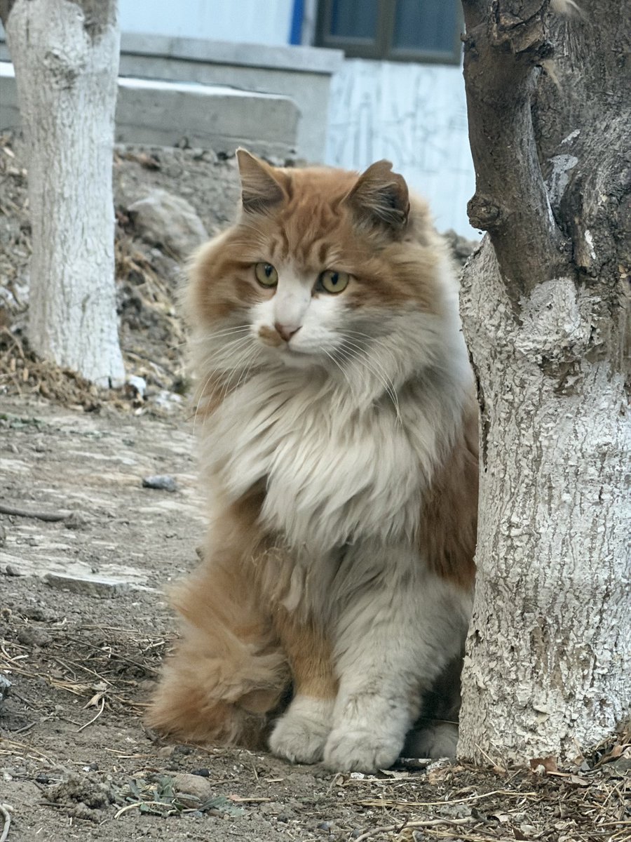 dd321478's tweet photo. 一只小狮子 一只小卡车
#小猫 #猫猫狗狗 https://t.co/aGN938BxAL