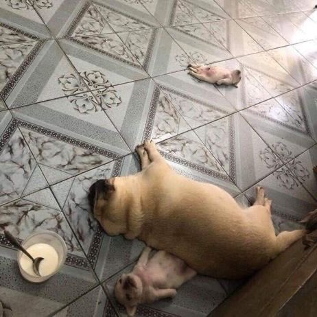 everything dogs 🐶 tweet media