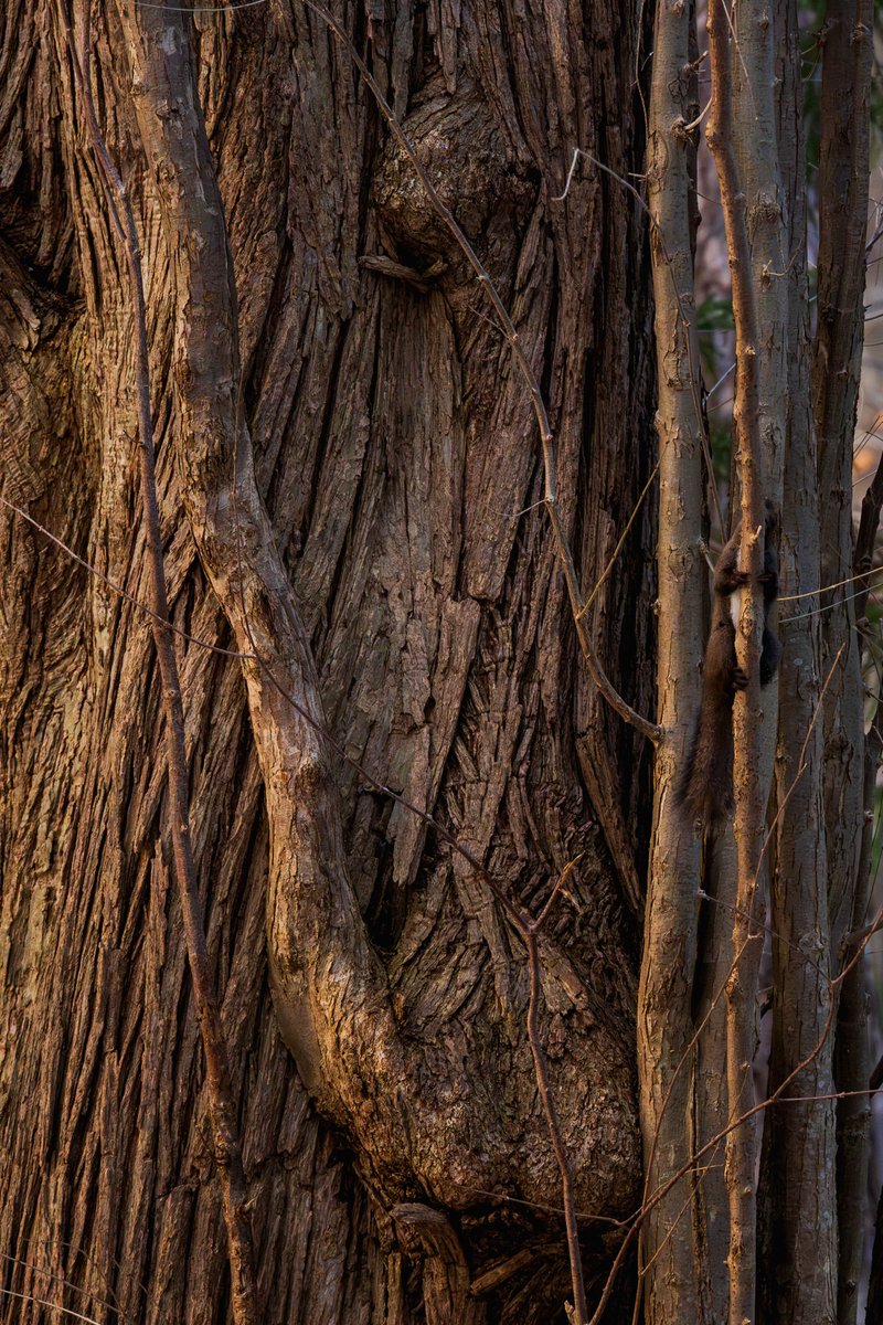 ヒロ福地 tweet media