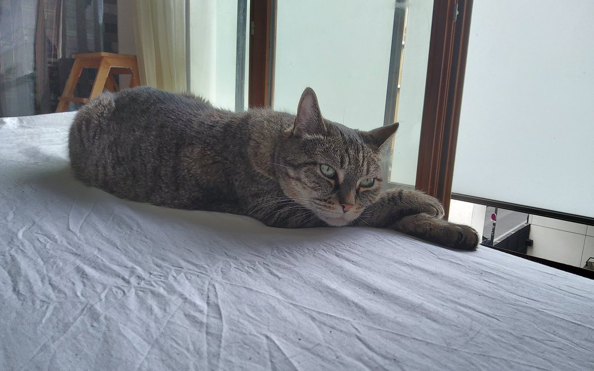 Don Grizzly Modeste tweet media