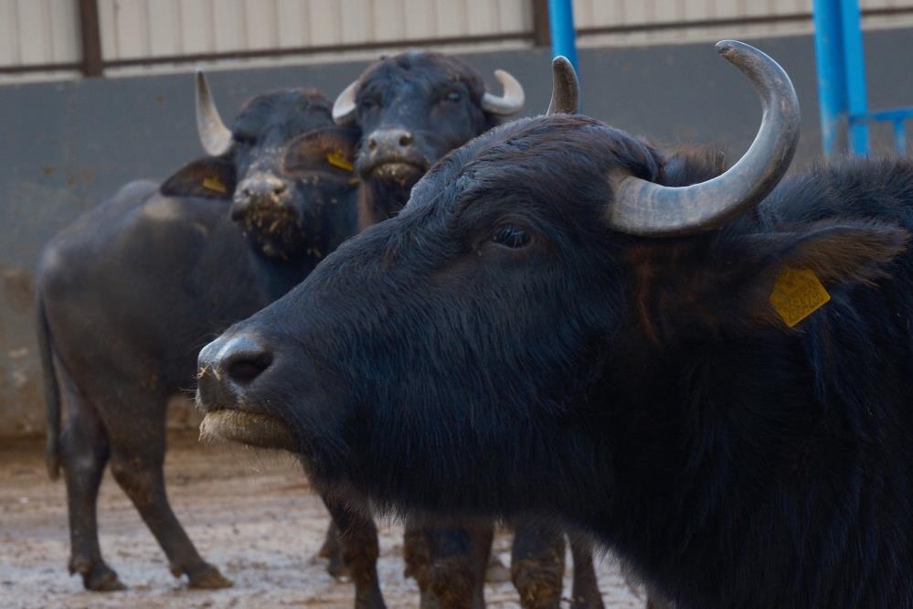 turkhabercom's tweet image. Türkiye'nin yeni manda ırkı Murana süt verimi ile dikkat çekiyor

turkhaber.com/haber/turkiye-…

#turkiye #manda