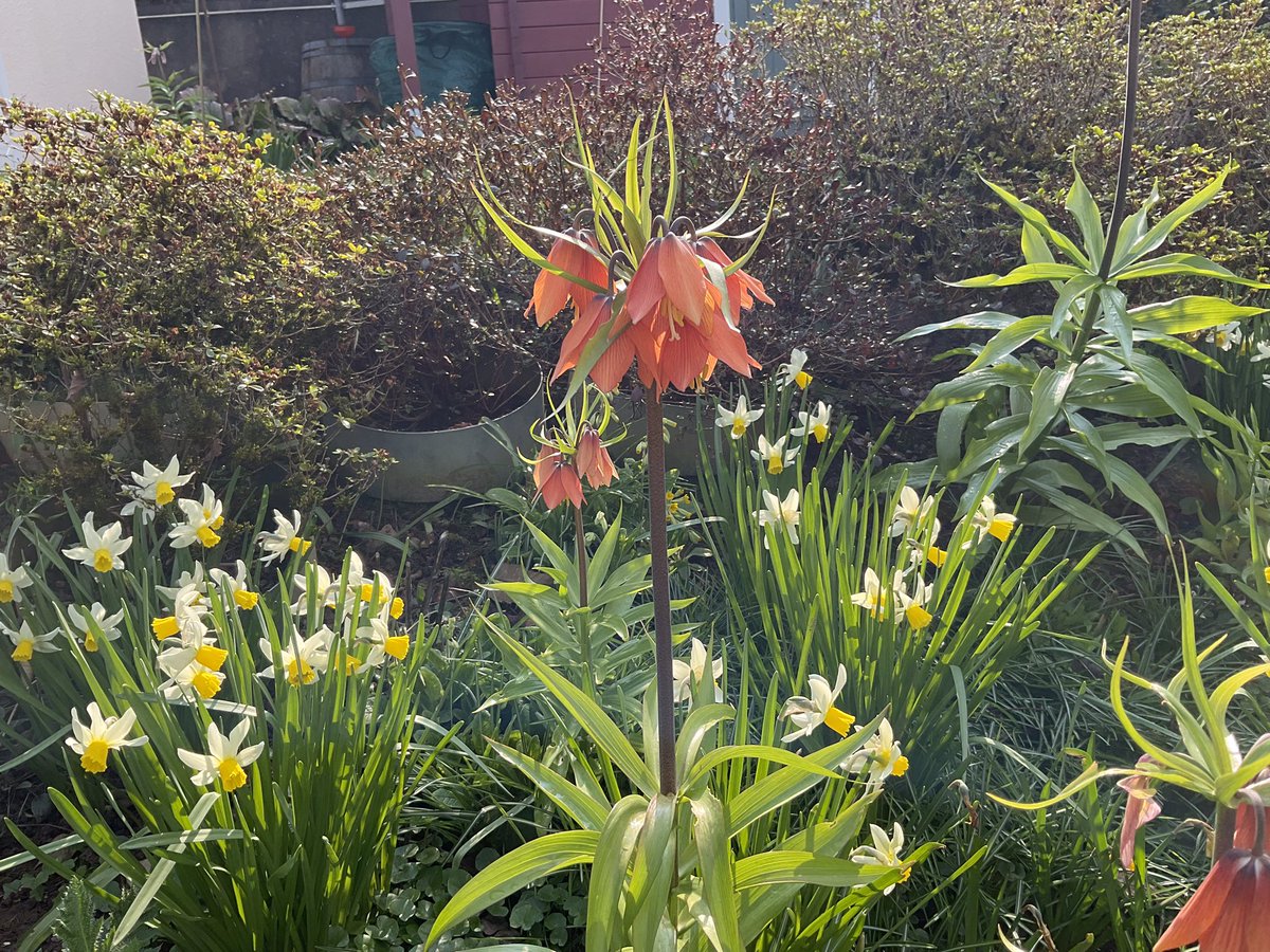 Claudia Paddington 🇺🇦🇮🇱 tweet media