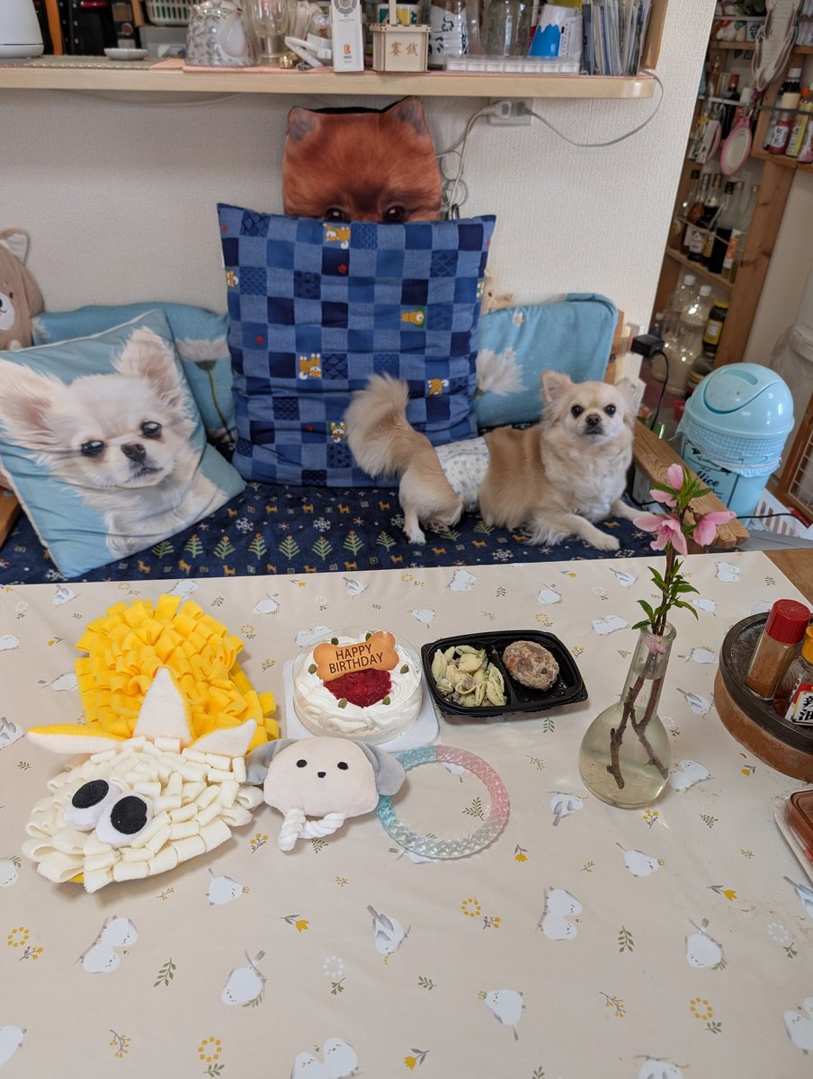 chappy379722's tweet photo. お久しぶりです😊
今日はちゃちゃまるの6歳の誕生日です。
ケーキとハンバーグ、プレゼントはおもちゃです🎂
毎日バタバタ忙しくしてます😅

#チワワ　#犬好きさんと繋がりたい https://t.co/S2Ujh13bK4