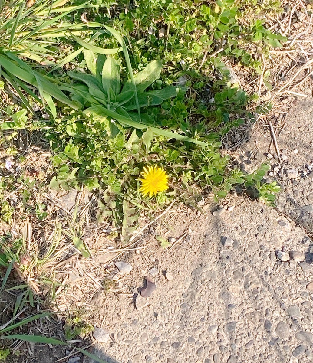 ヘレミア2 tweet media