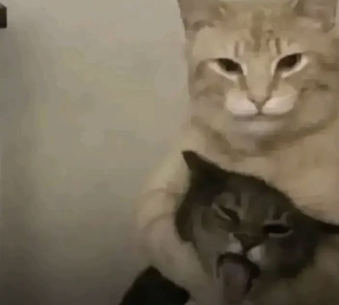 DonCesarin tweet media