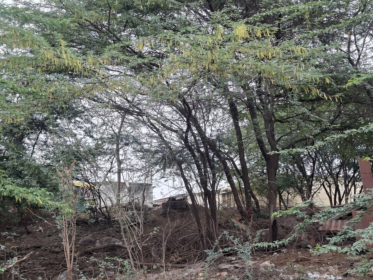 Mihika Shah tweet media