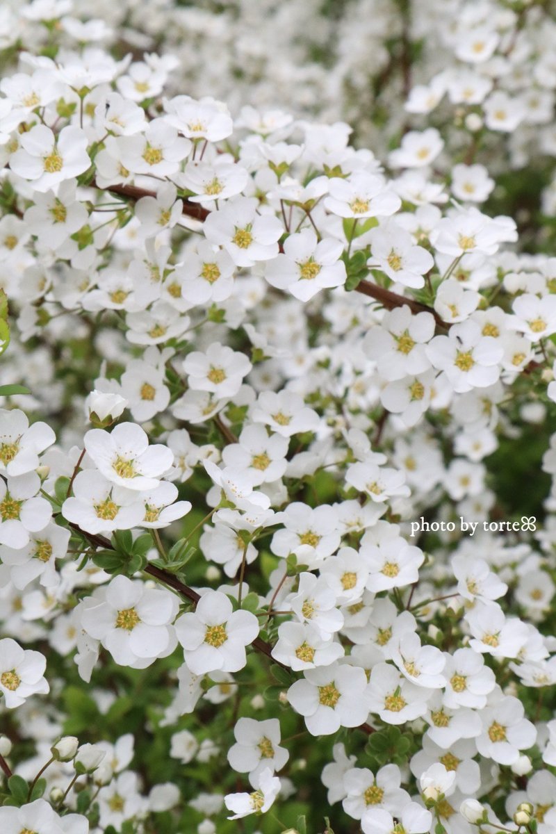 𝑡𝑜𝑟𝑡𝑒 🌸ꕤ˙˚°𖡼.𖤣𖥧 tweet media