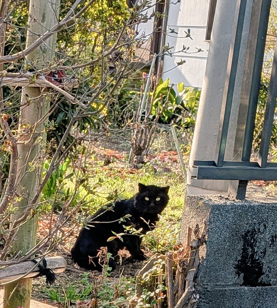 shinobu hanazawa tweet media