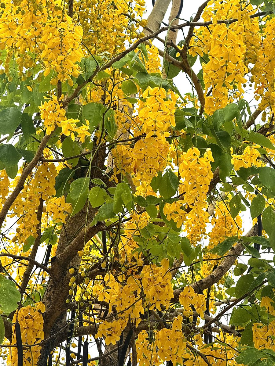 สวัสดีวันจันทร์ค่ะ แอ่ก