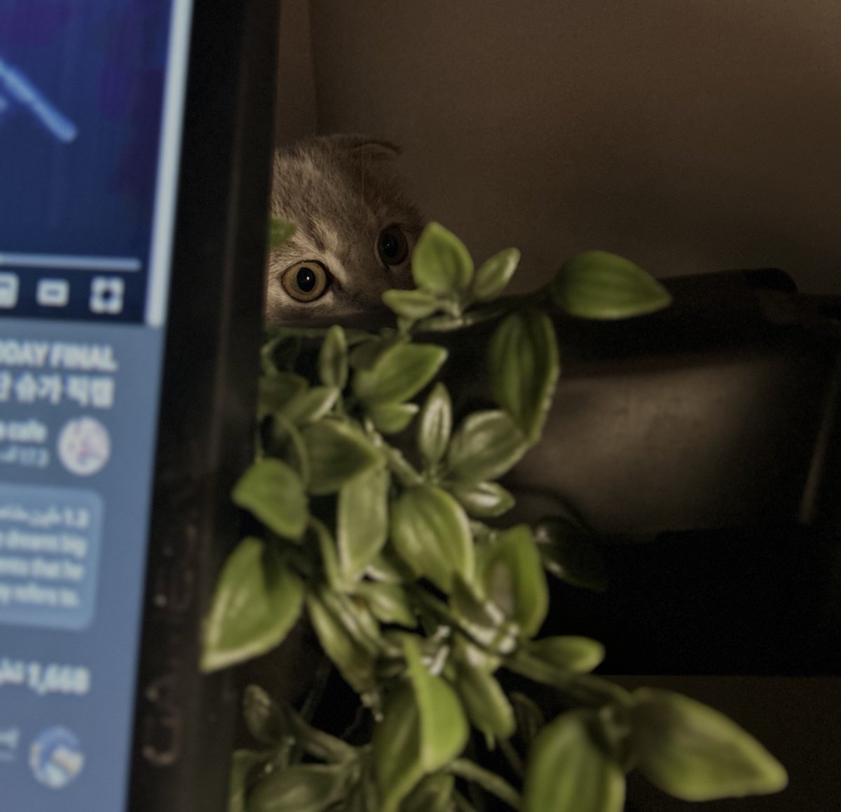 Ash tweet media