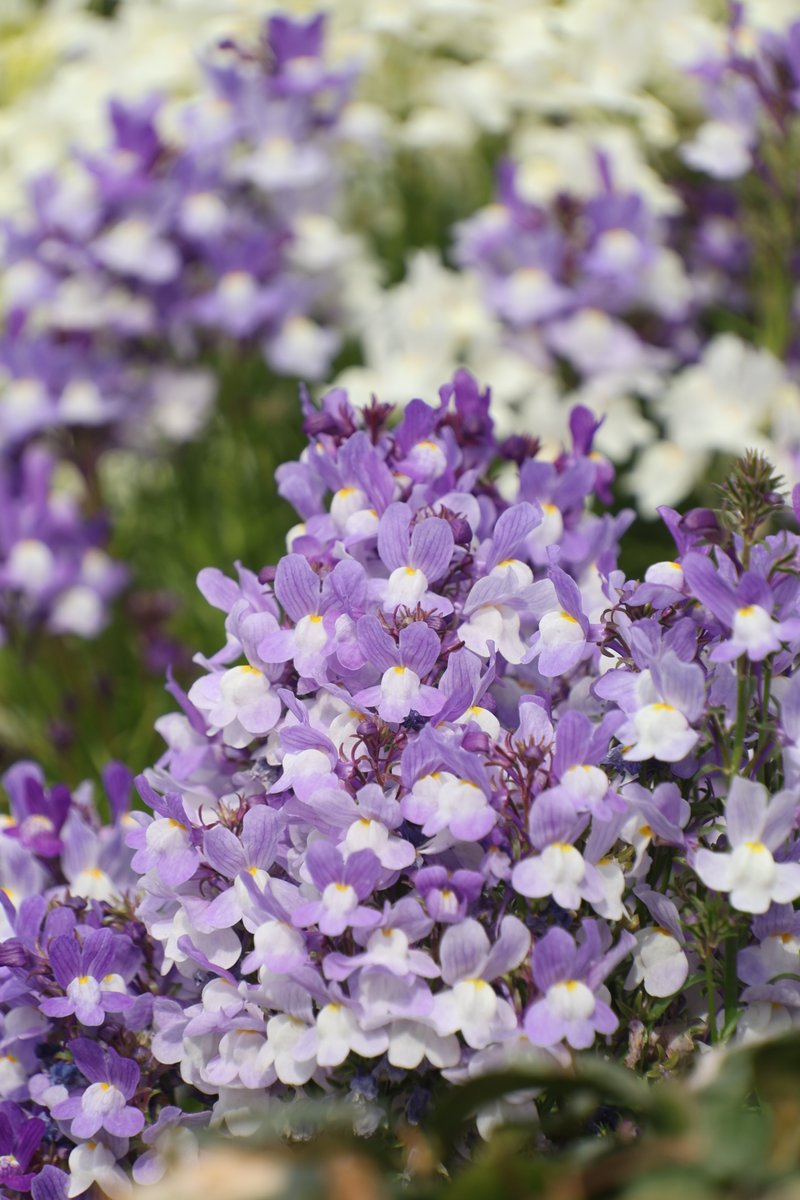 gontanokoneroku's tweet photo. “I’m a great believer in luck, and I find the harder I work the more I have of it.” - Thomas Jefferson

Good morning,friends. Did you sleep well? 😇              

Tue 7:00AM 🇯🇵
#Photography #Flowers #Linaria https://t.co/iiwQS1b2u2