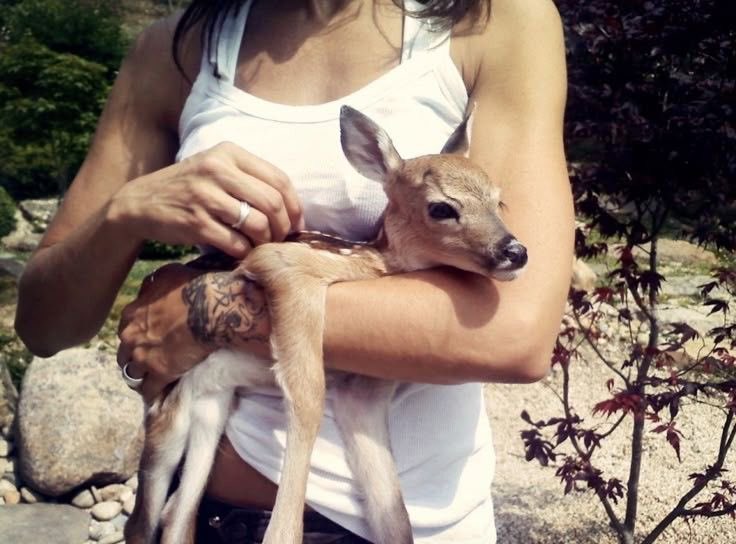 𐙚Lottie’ tweet media