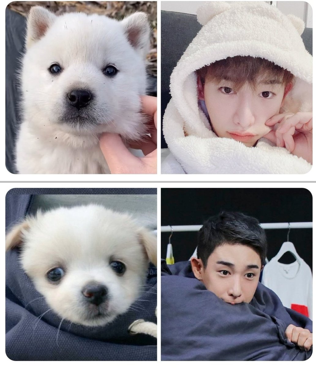 HO젠머 tweet media