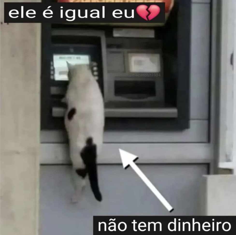 gatos fazendo gatices tweet media