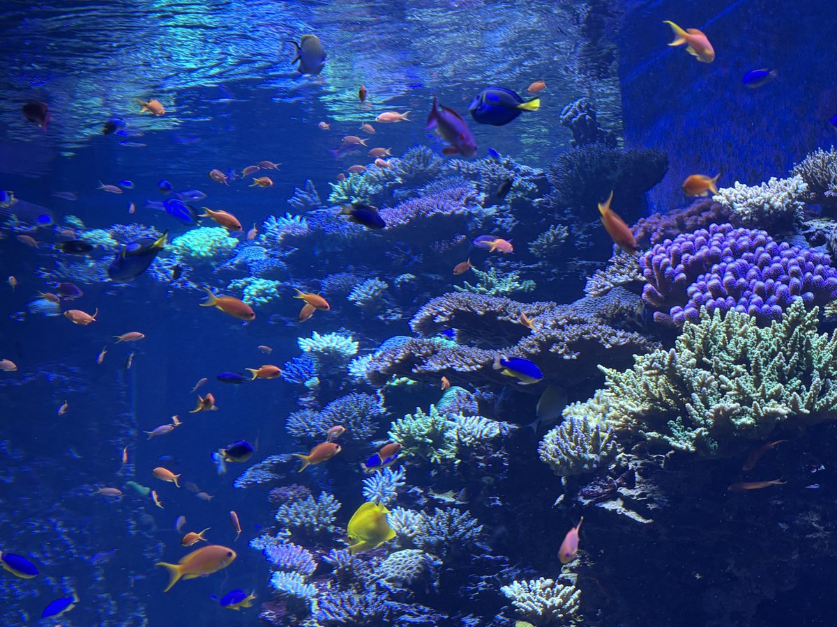 apparition of sorts tweet media