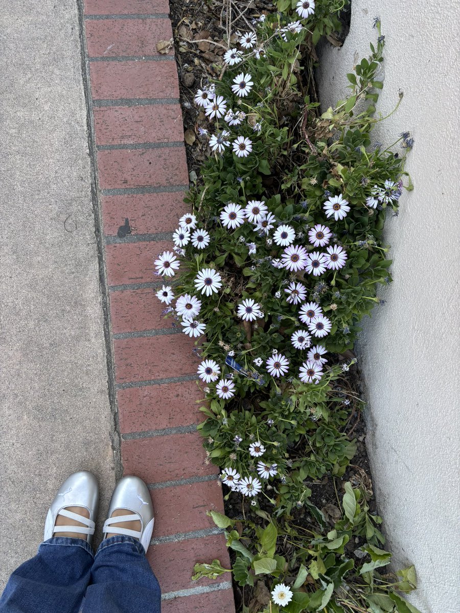 apparition of sorts tweet media