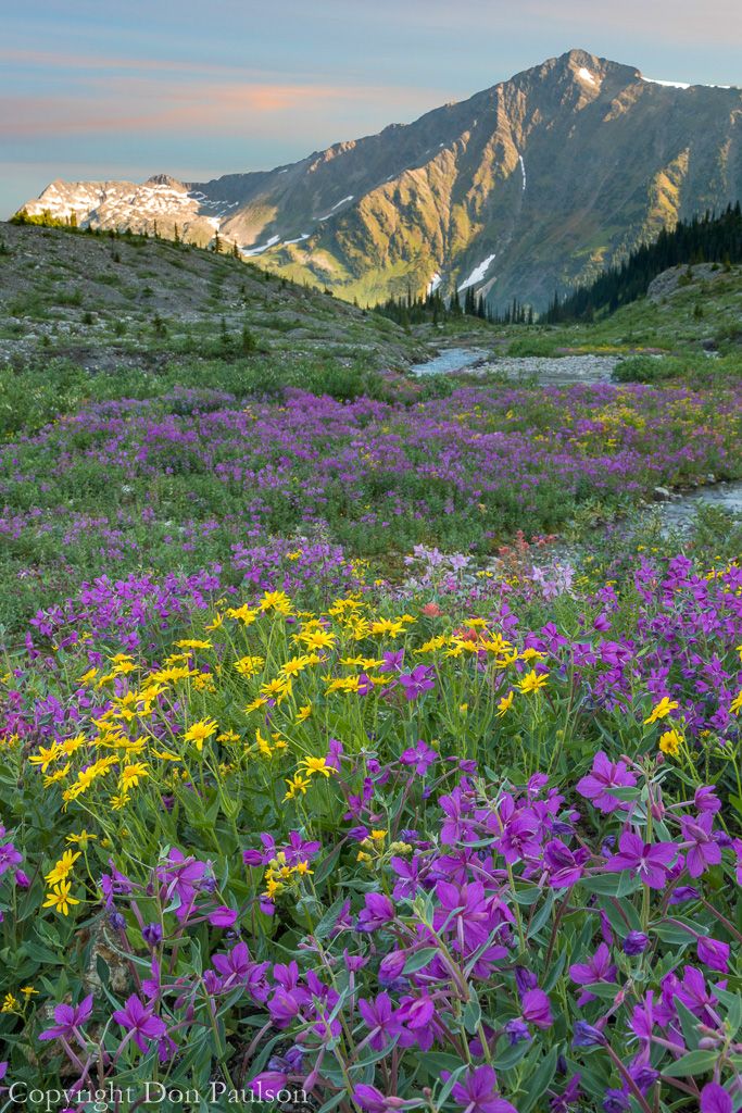 Nature Pathway tweet media