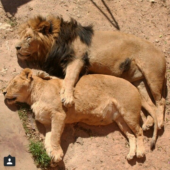 vivaneil tweet media