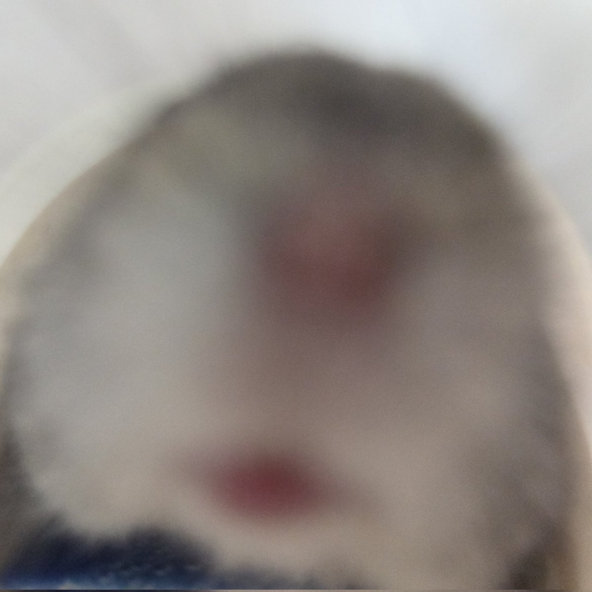 몽떼와 누냐의 우당탕탕 🌞 tweet media