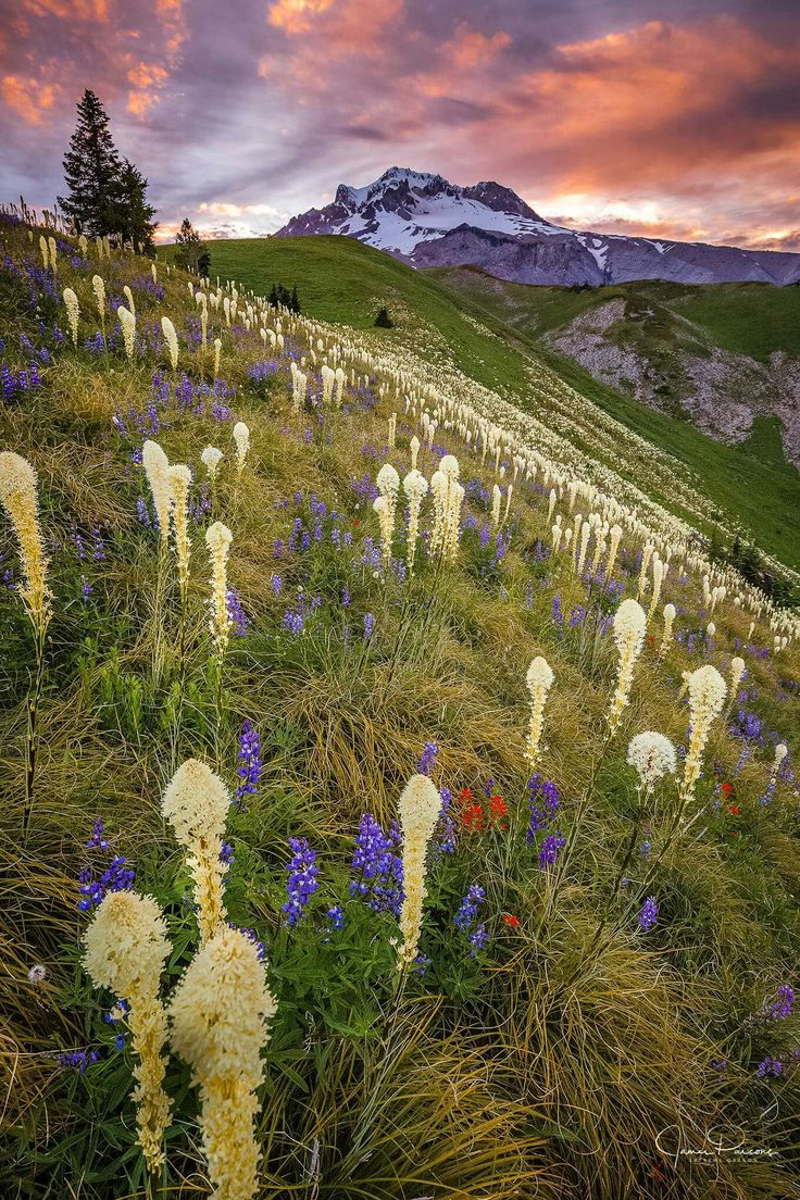 Nature Pathway tweet media