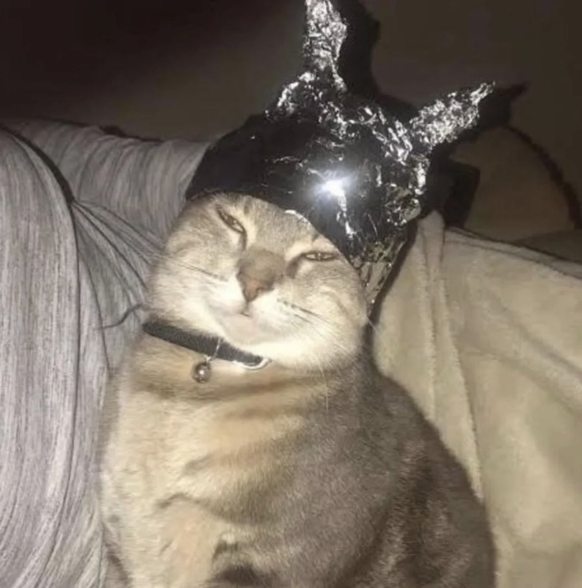 gatos fazendo gatices tweet media