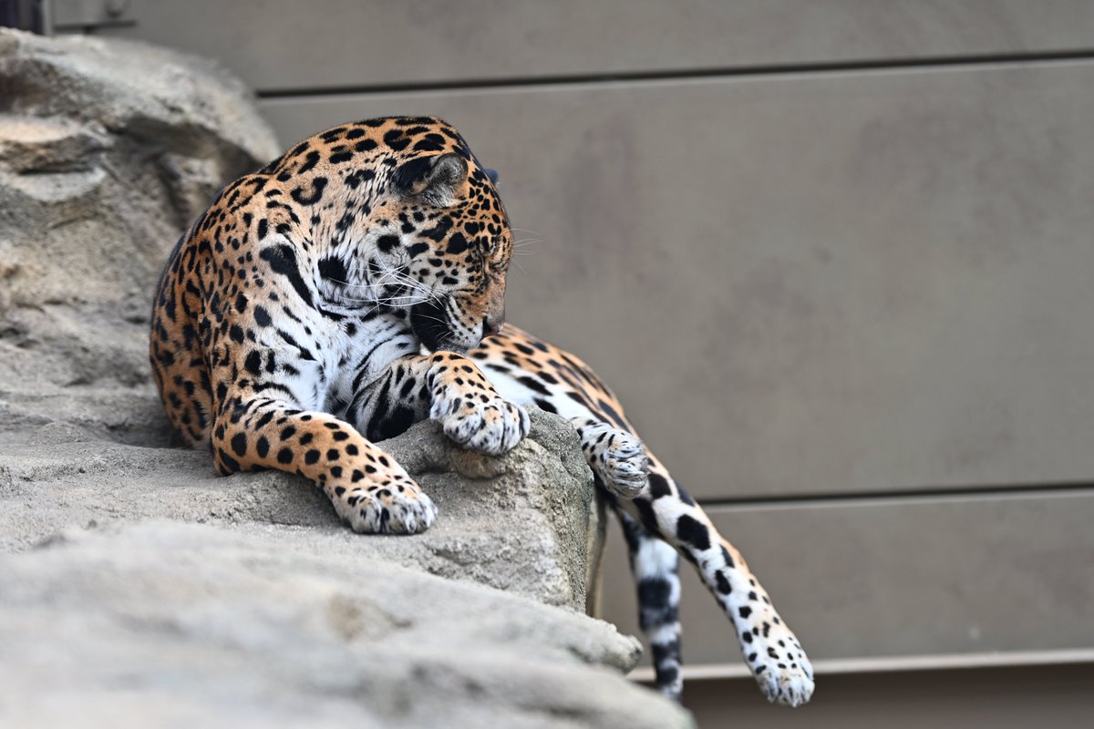 uber_tiger～トラネコとライオンネコ～ tweet media