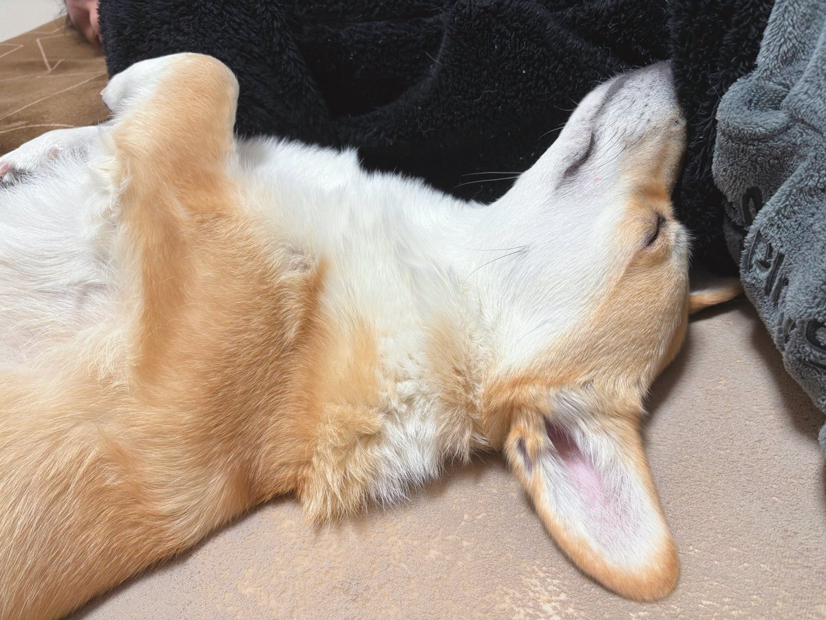 はんぺん tweet media