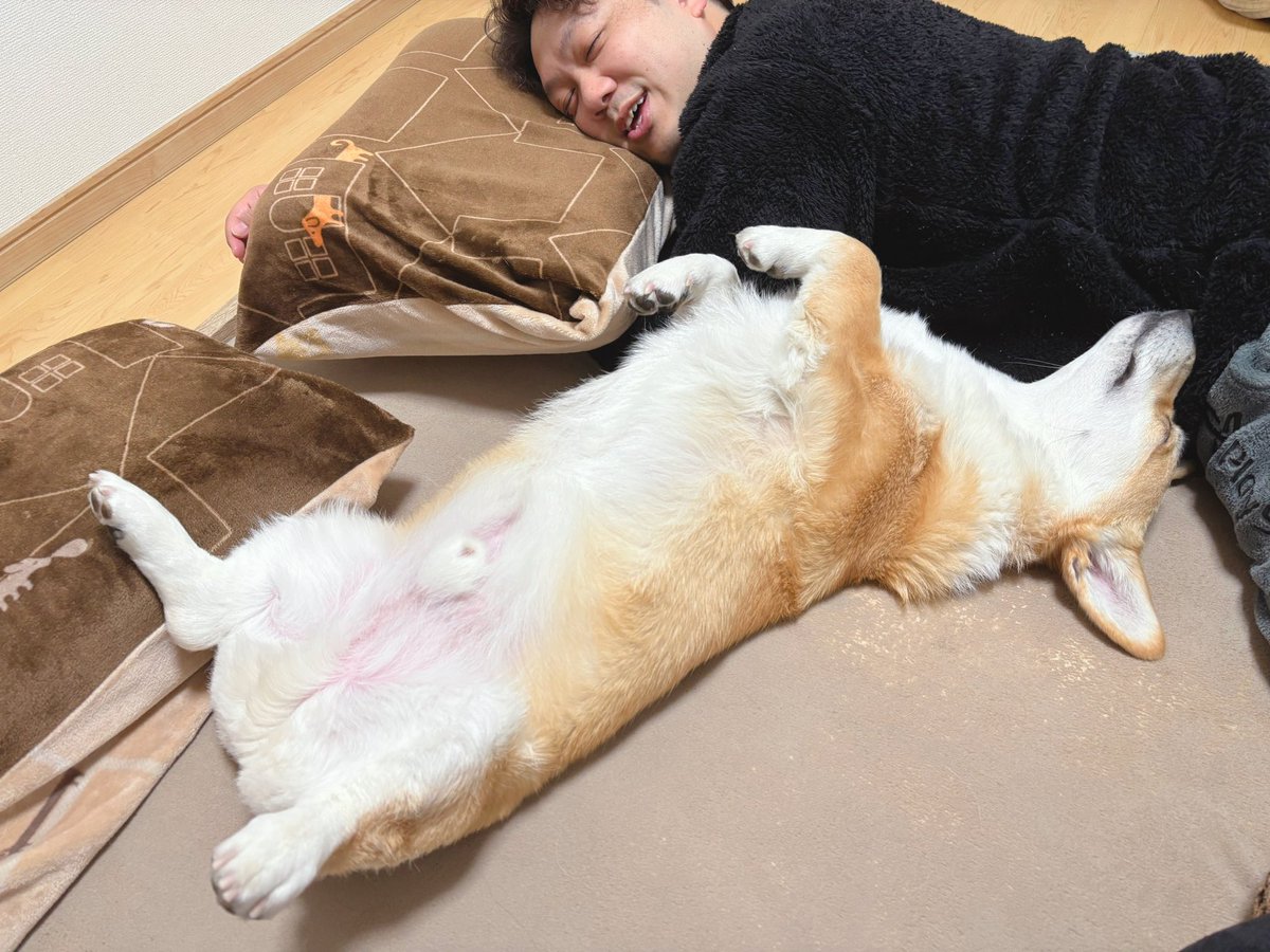 はんぺん tweet media