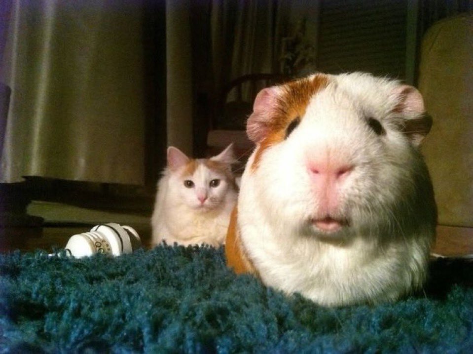 BurritoCream tweet media