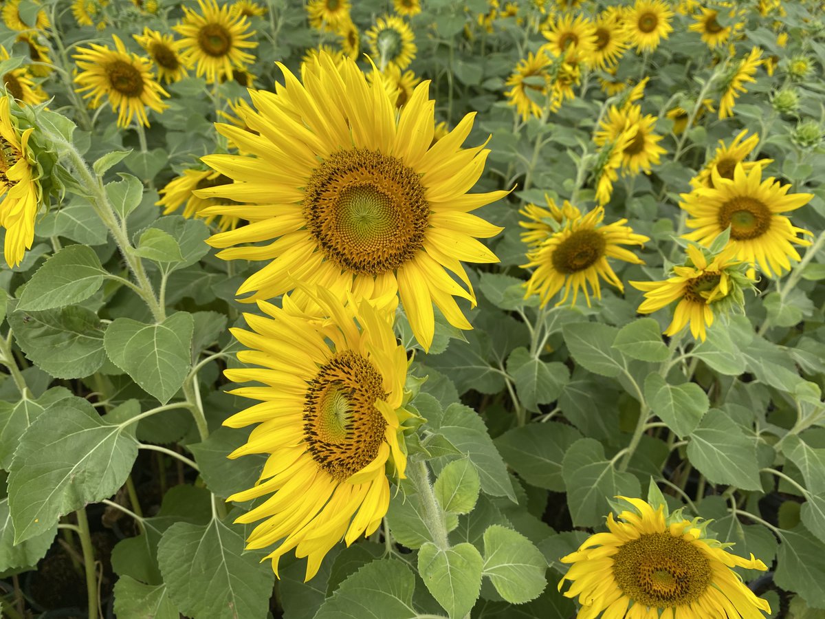 sad boy . tweet media