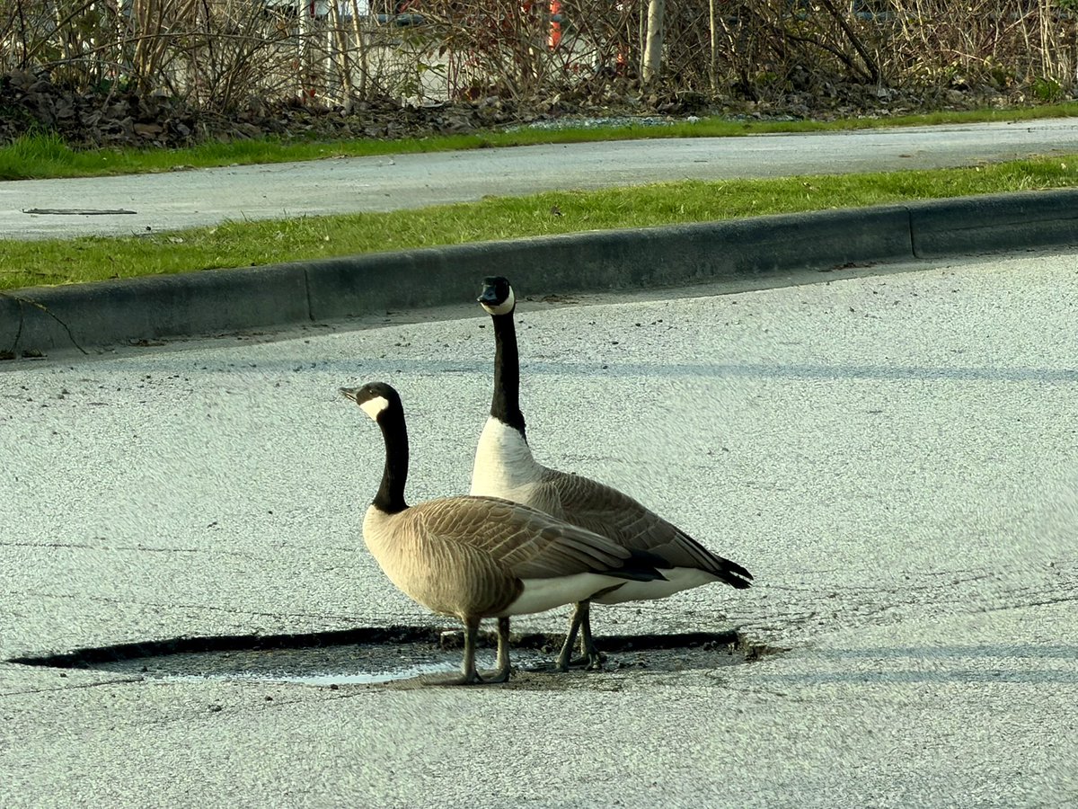 Pothole Guardians - our Canada Goose on duty!  🍁 🇨🇦 NO DRAMA