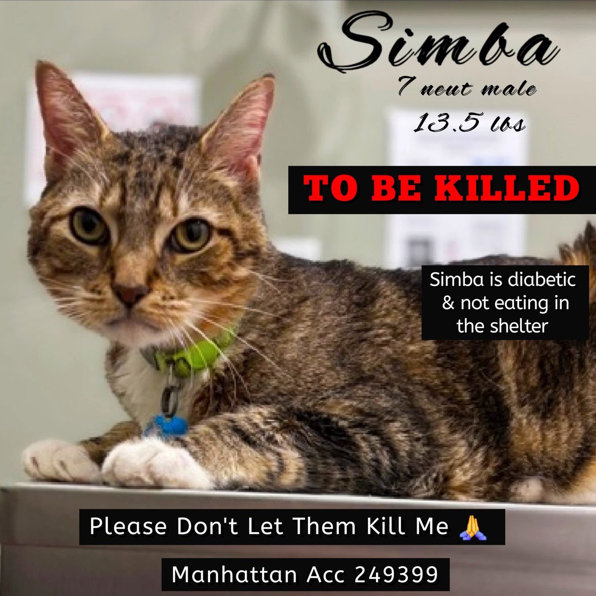 Nik & Marley Cat tweet media