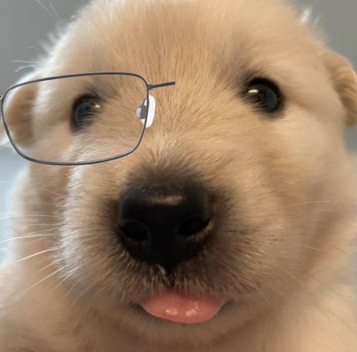 쇼뭉이🐶 tweet media