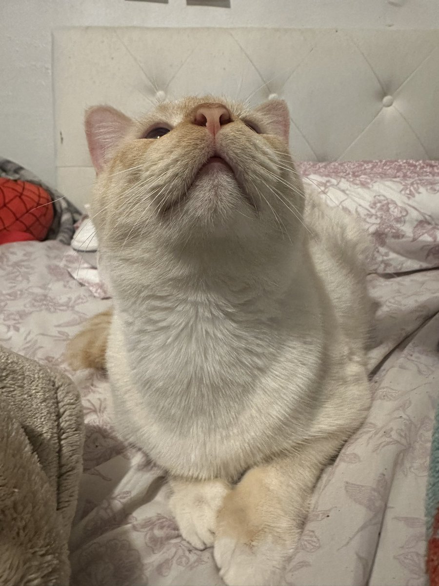 abi 𓏲𝄢 thurstx 4/6 tweet media