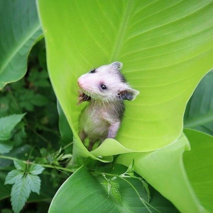 Jungle Watcher 👁️ - Saruê tweet media