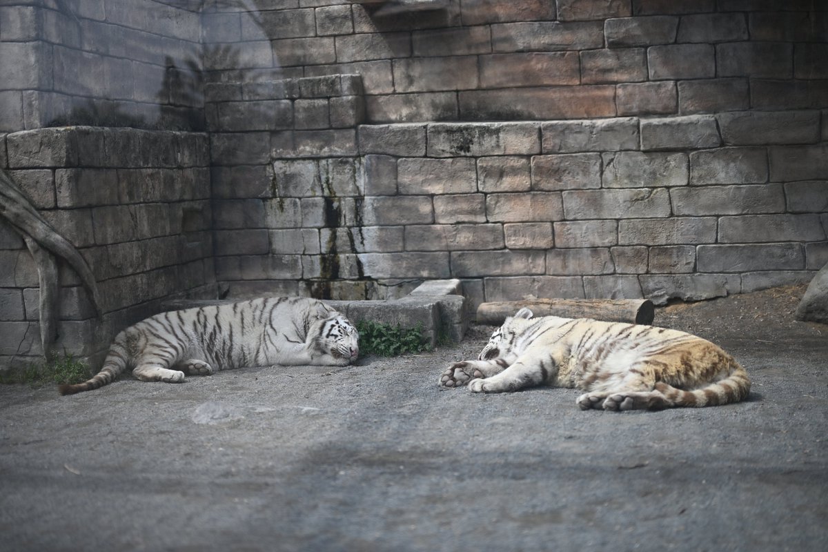 uber_tiger～トラネコとライオンネコ～ tweet media