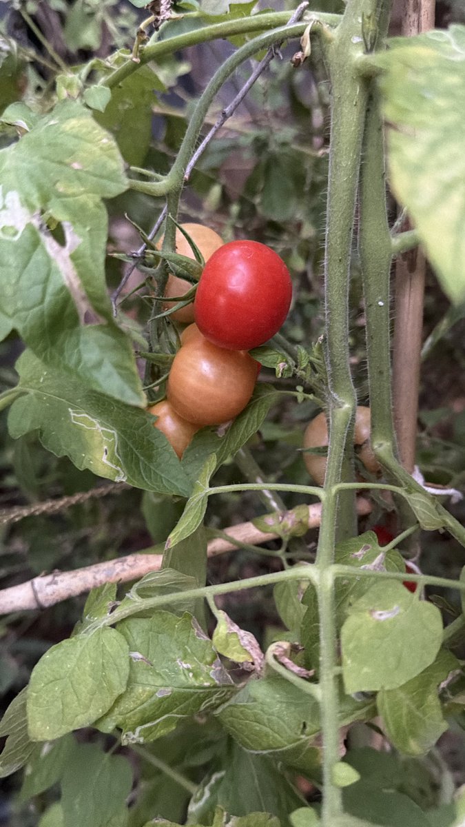 Hari Prasad Nadig tweet media