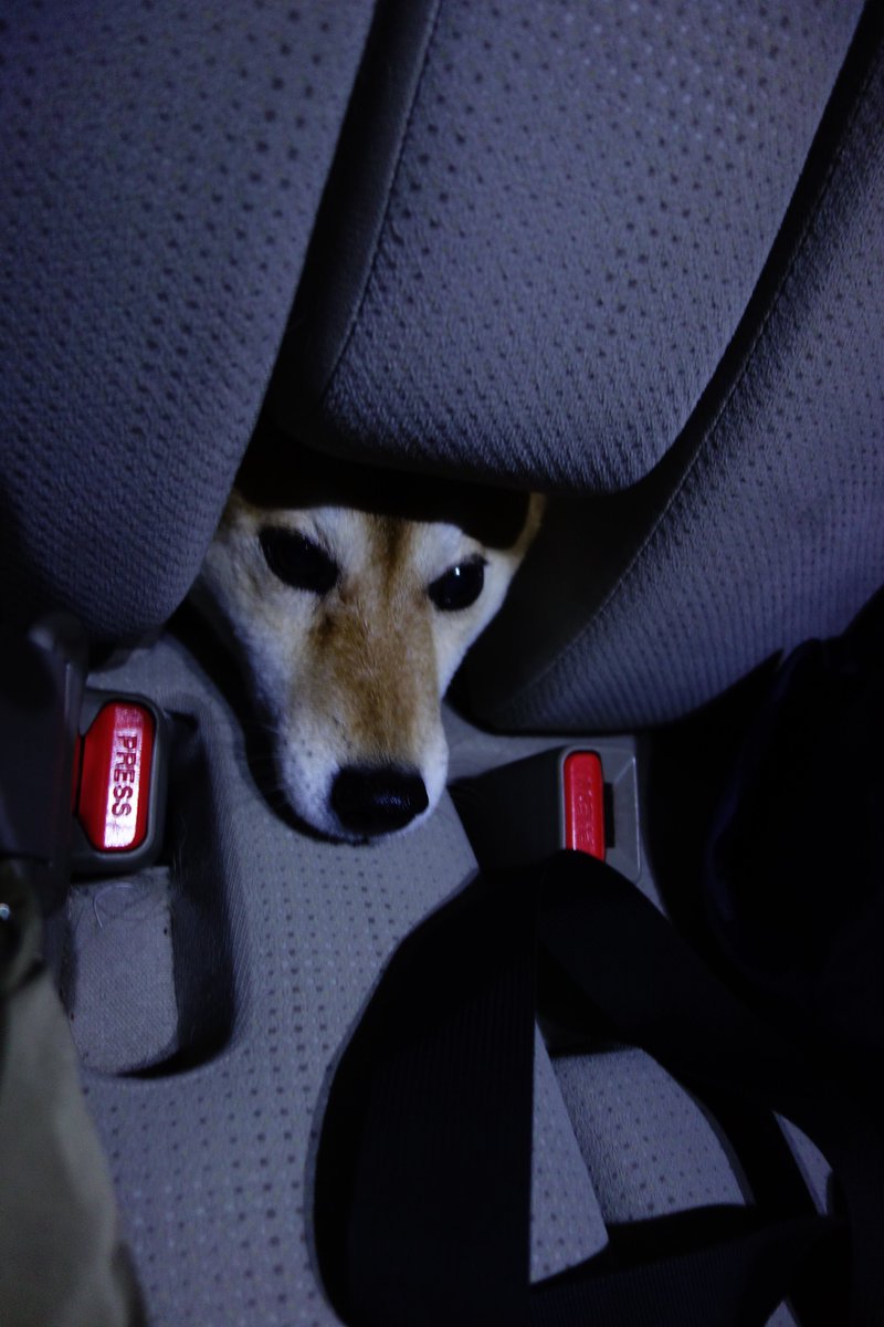 norma_jeane_9's tweet photo. アームレストの隙間から顔を出す柴犬🐶
#柴犬大好き
#赤柴女子
#shiber
#柴犬との暮らし
#柴犬 https://t.co/ty6XtKmtRs