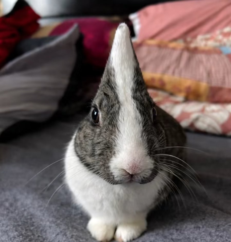 Chatear Con Reisen Udongein Inaba tweet media