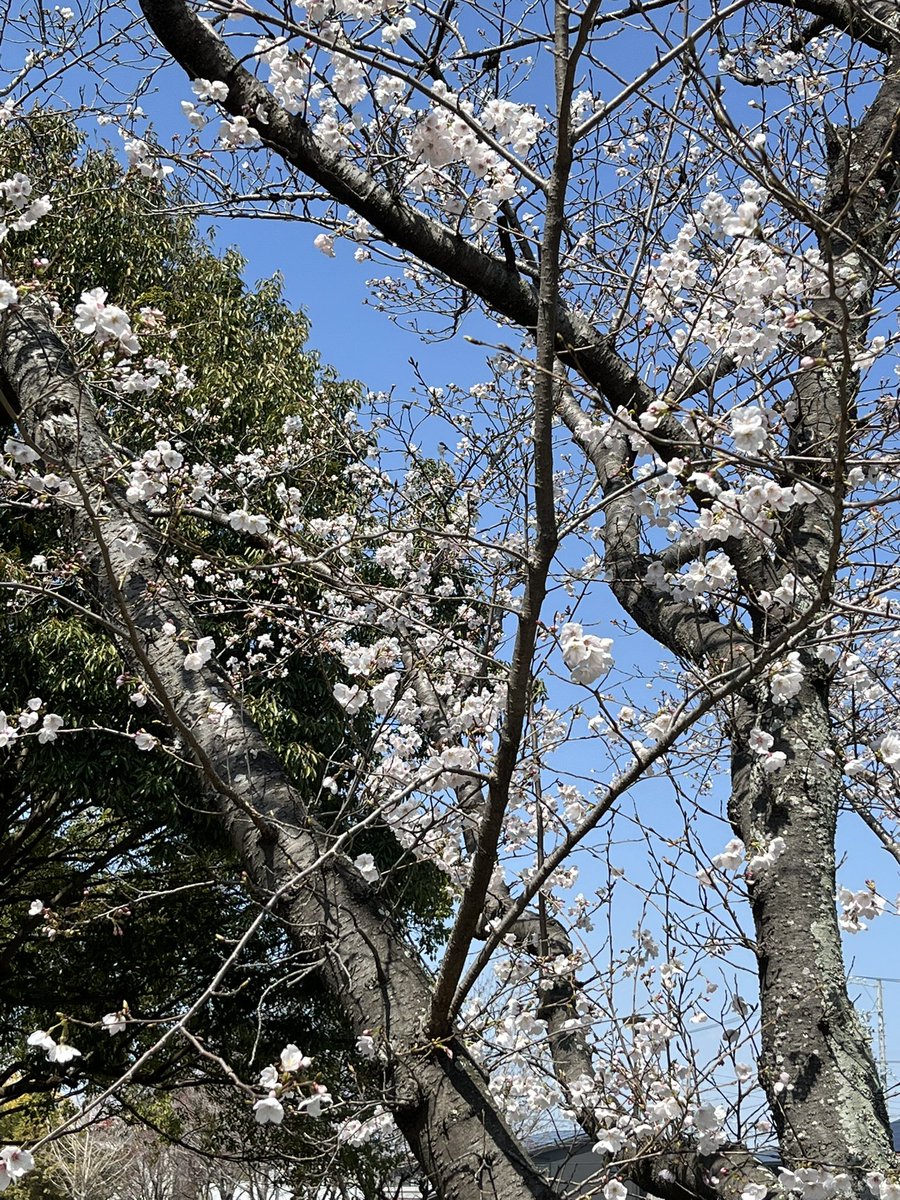 マッディス tweet media