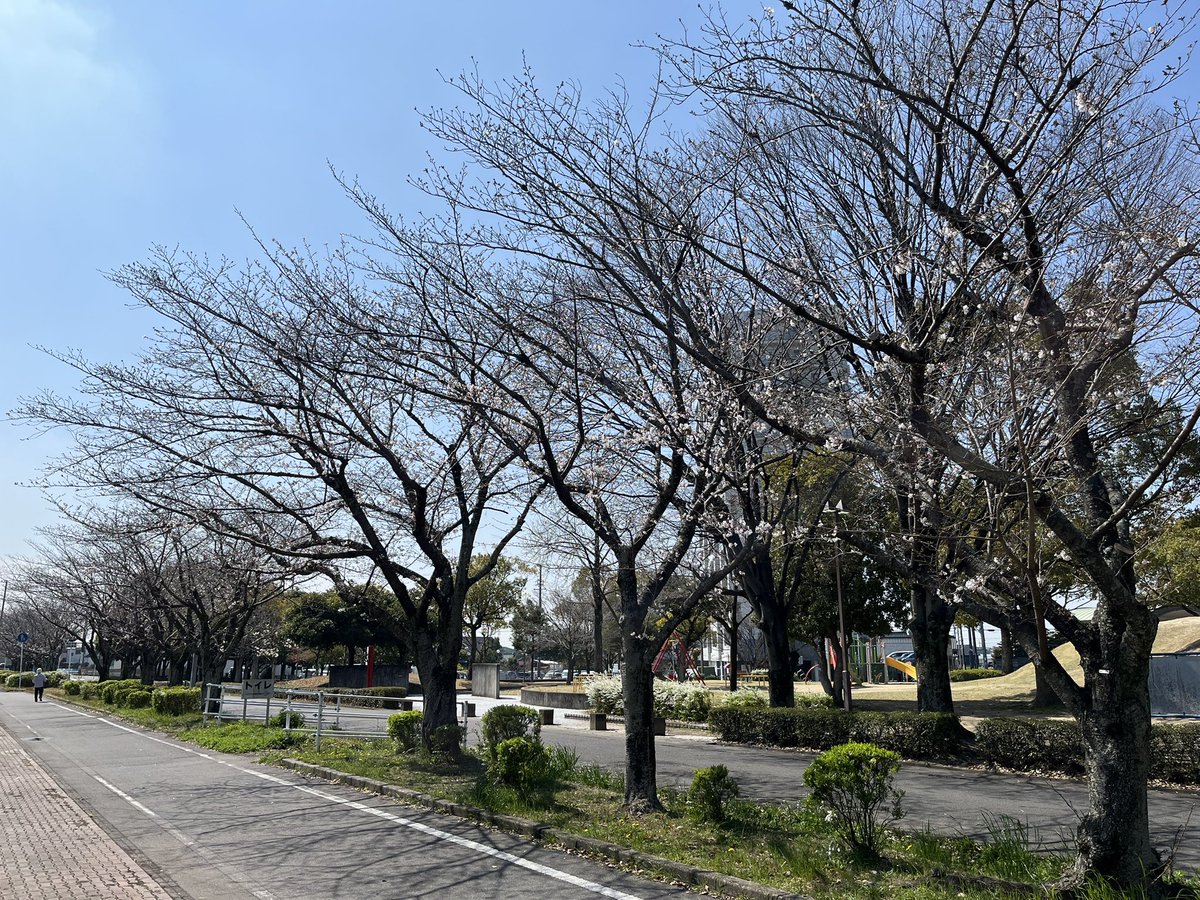 マッディス tweet media