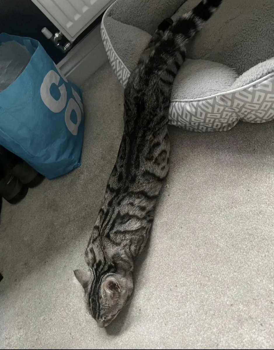 tmszhjh88's tweet photo. It's hard to imagine that this is a cat https://t.co/5PBXucrAKr