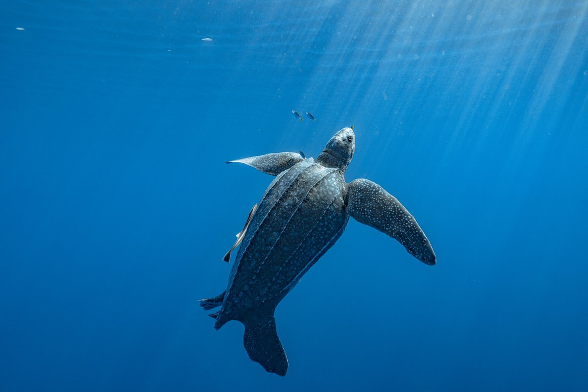 seaturtleweek tweet media