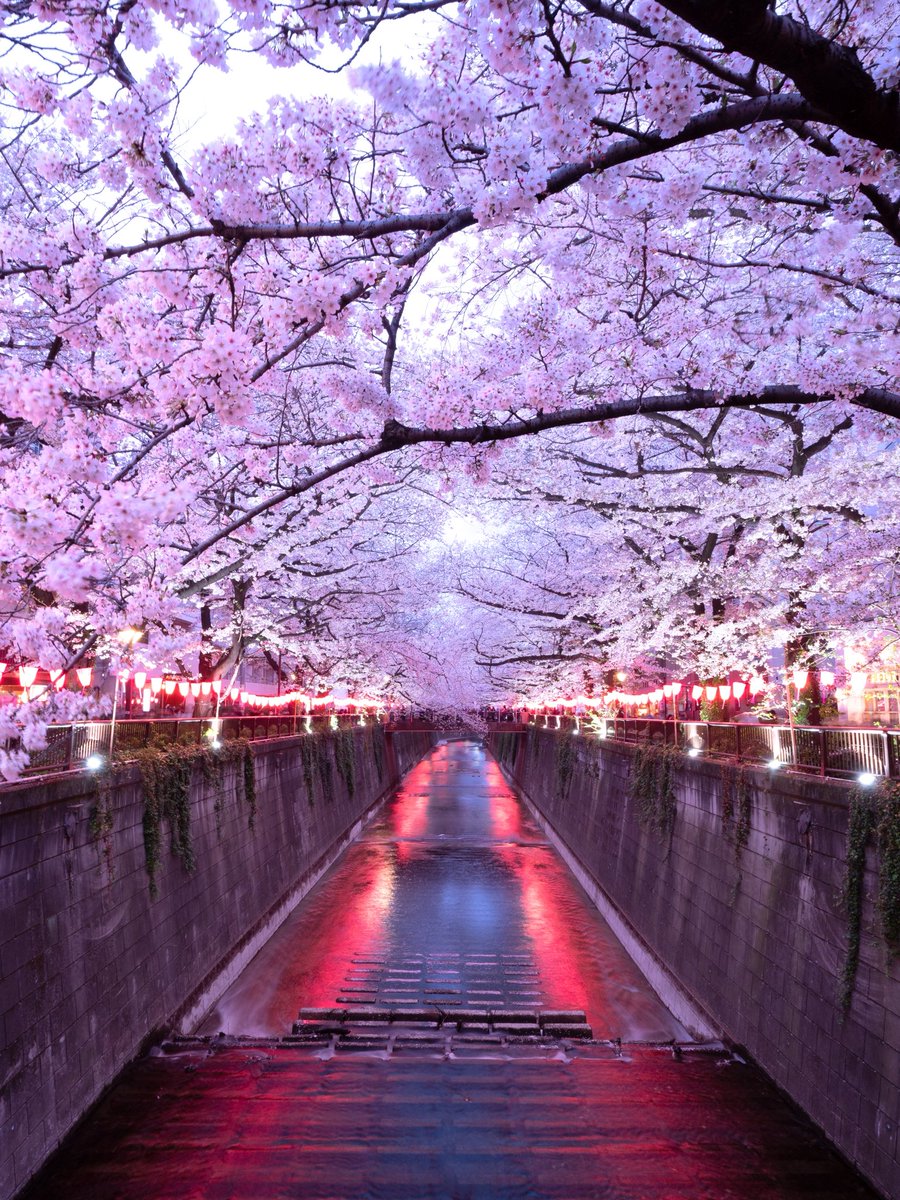 BeautyofNa28258's tweet photo. Cherry blossom season in Japan. 🌸 https://t.co/BqsBScKyuH