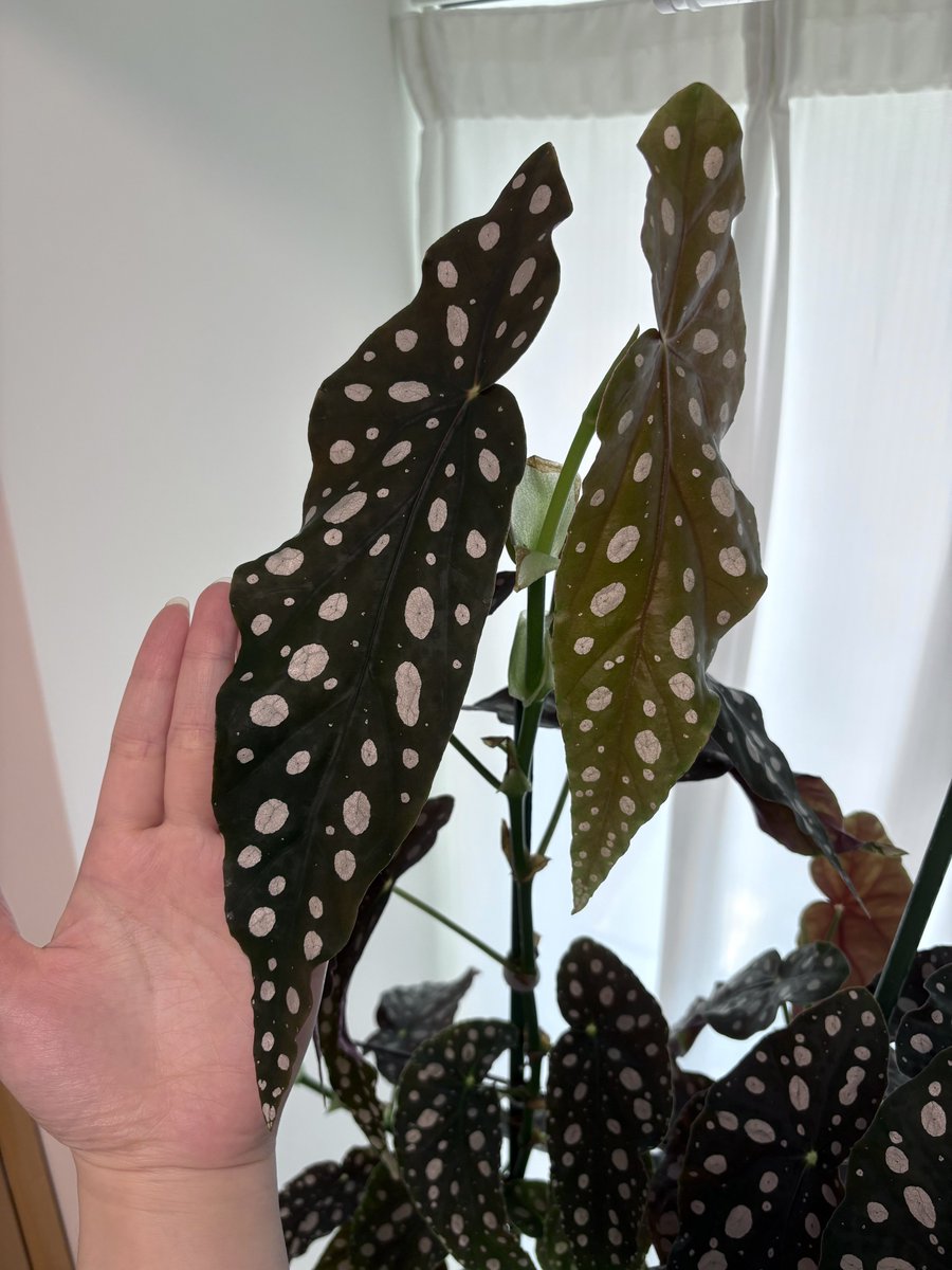 喵倫MeowRon tweet media