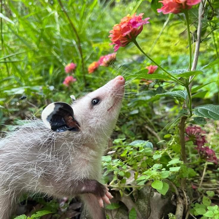 Jungle Watcher 👁️ - Saruê tweet media