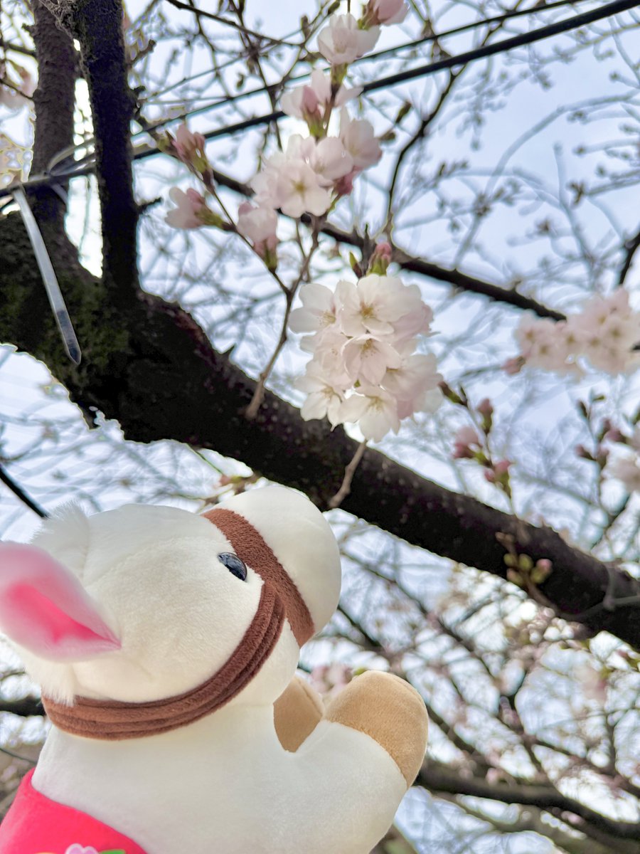 アヤネル tweet media