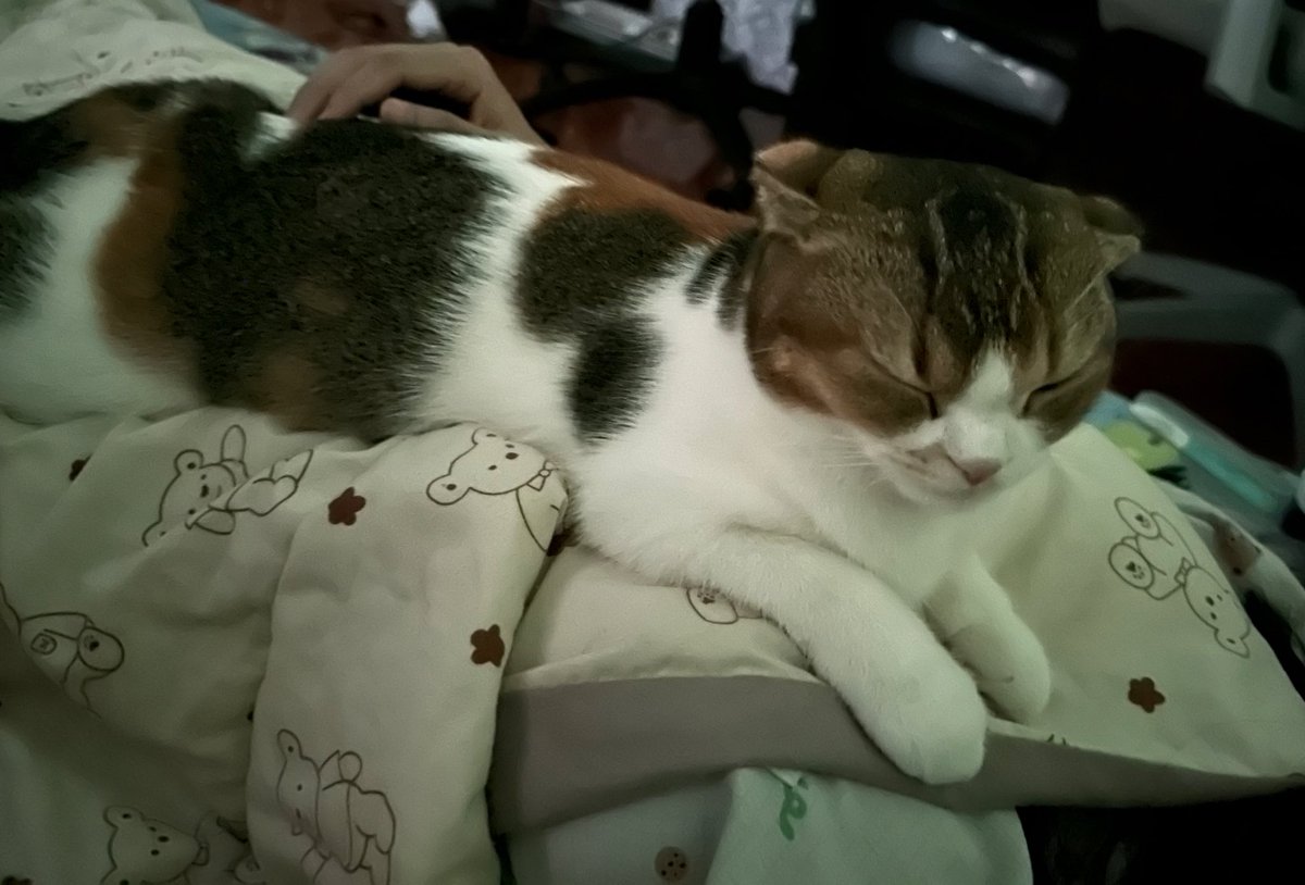 ต้นเมเปิ้ล || สถานะ : กำลังเผยแพร่ tweet media